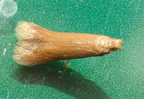 Tischeria ekebladella